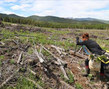 plantador de árboles este verano
