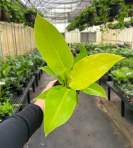 trabajadores de invernaderos
