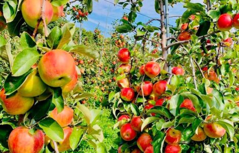 cosecha de frutas