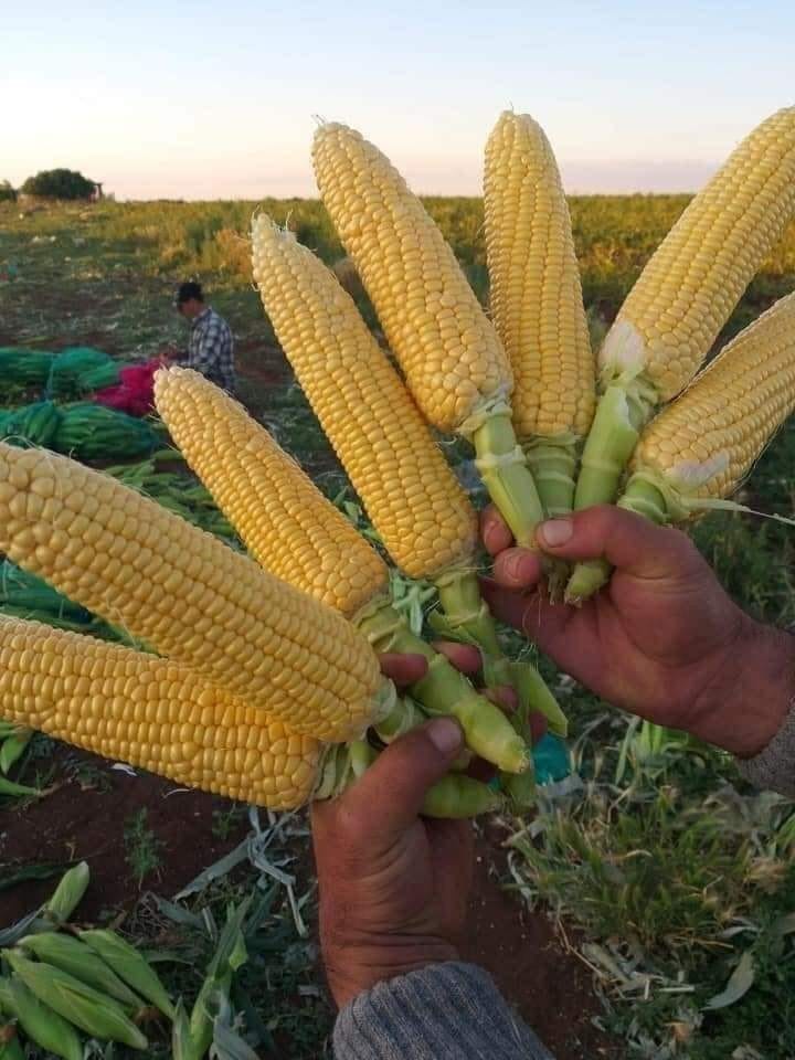 cosecha de maiz