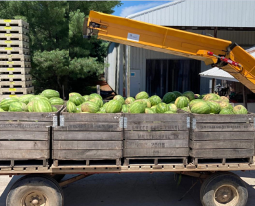 Jornaleros agrícolas para cosechar cultivar clasificar envasar frutas y verduras