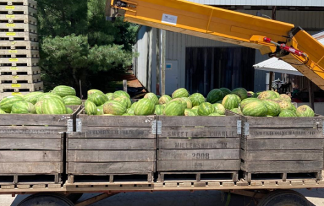 Jornaleros agrícolas para cosechar cultivar clasificar envasar frutas y verduras