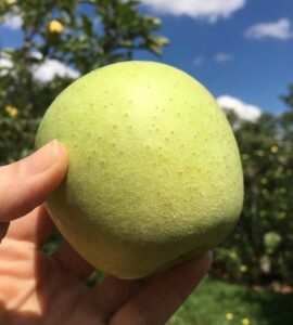 cosecha de frutas y verduras