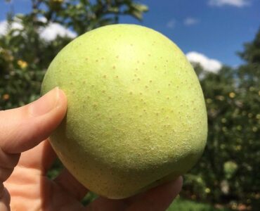 cosecha de frutas y verduras