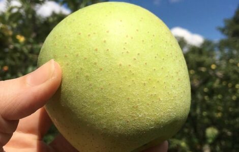 cosecha de frutas y verduras