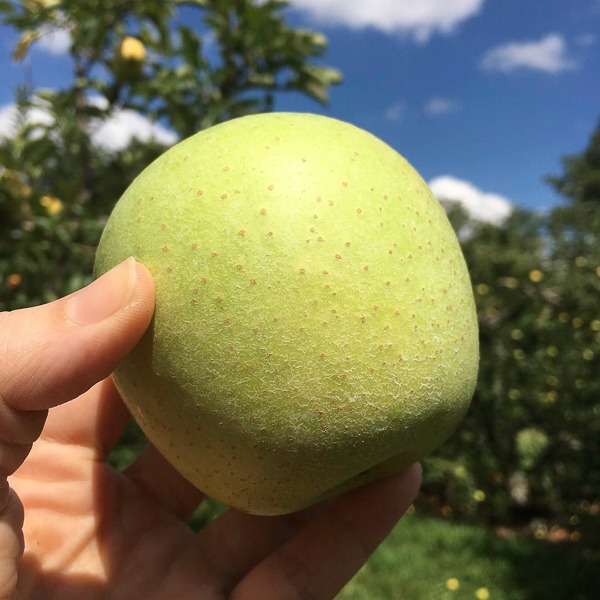 cosecha de frutas y verduras