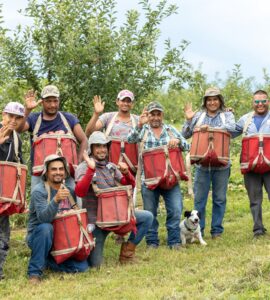 Jornaleros agrícolas para podar recoger melocotoneros y manzanos