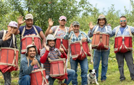 Jornaleros agrícolas para podar recoger melocotoneros y manzanos