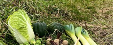 trabajos del campo de vegetales