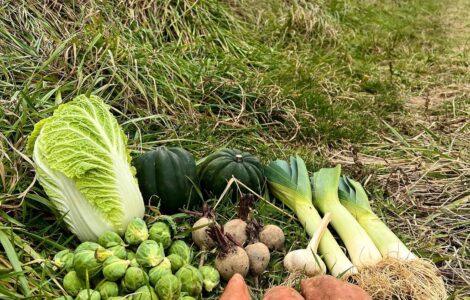 trabajos del campo de vegetales