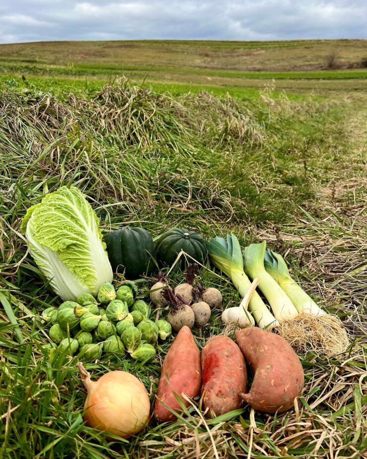 trabajos del campo de vegetales