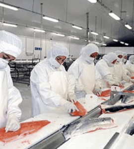 Trabajadores de la planta de pescado