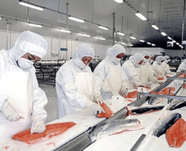 Trabajadores de la planta de pescado