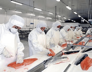 Trabajadores de la planta de pescado