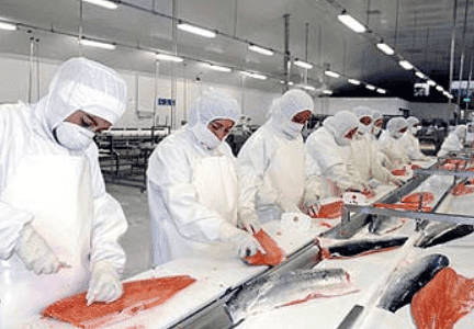 Trabajadores de la planta de pescado