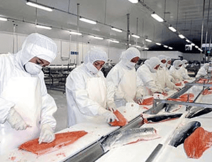 Trabajadores de la planta de pescado