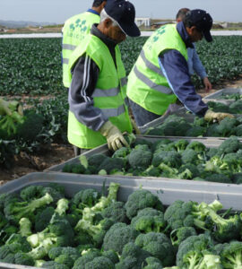 brocoli y otras verduras