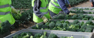 brocoli y otras verduras