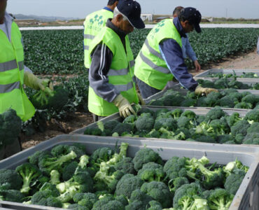 brocoli y otras verduras