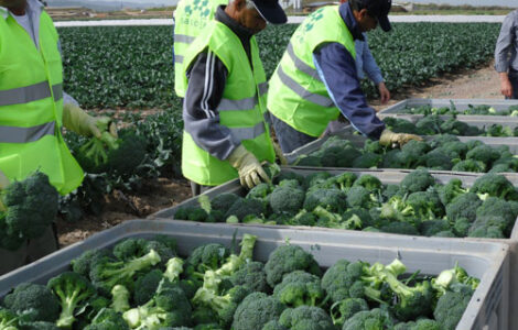 brocoli y otras verduras