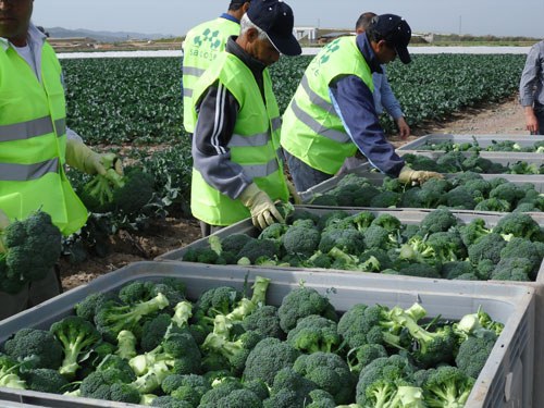 brocoli y otras verduras