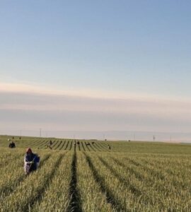 LA LIMPIA DE LA CEBOLLA