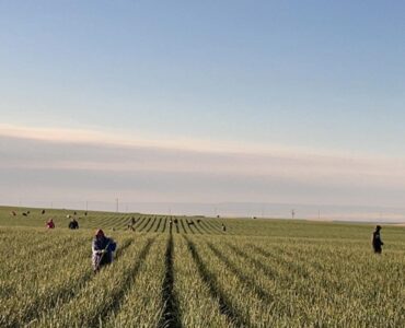 LA LIMPIA DE LA CEBOLLA