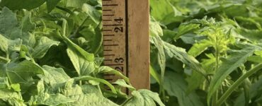 Invernadero Agrícola para la cosecha y envasado hortícolas