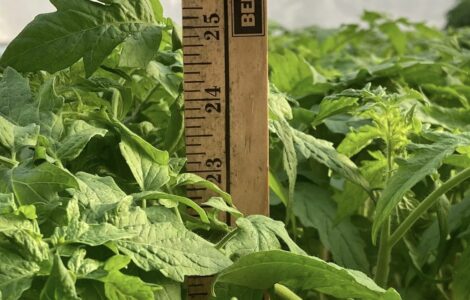 Invernadero Agrícola para la cosecha y envasado hortícolas