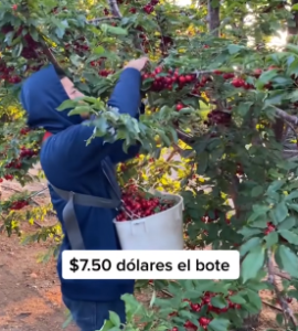 poda de manzanas y cherrys