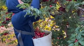 poda de manzanas y cherrys