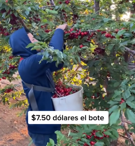 poda de manzanas y cherrys