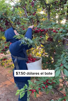 poda de manzanas y cherrys