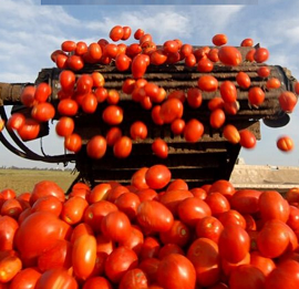 Trabajadores del campo agrícola de apoyo de cobertizo para plantar sembrar podar y recoger los tomatos