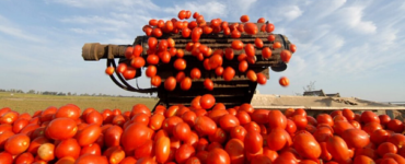 Trabajadores del campo agrícola de apoyo de cobertizo para plantar sembrar podar y recoger los tomatos