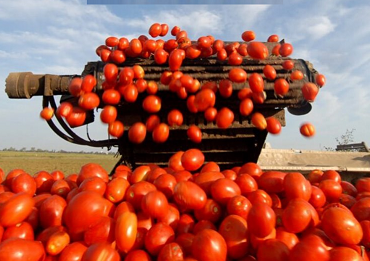 Trabajadores del campo agrícola de apoyo de cobertizo para plantar sembrar podar y recoger los tomatos