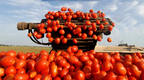 Trabajadores del campo agrícola de apoyo de cobertizo para plantar sembrar podar y recoger los tomatos