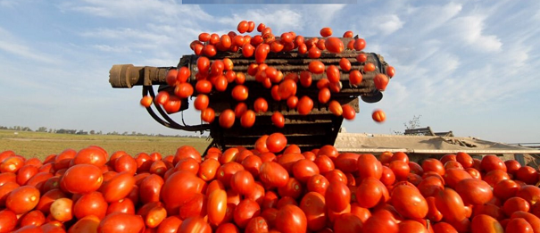 Trabajadores del campo agrícola de apoyo de cobertizo para plantar sembrar podar y recoger los tomatos