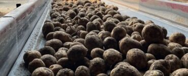 Trabajador de invernadero de temporada para cosecha de minitubérculos de potatos