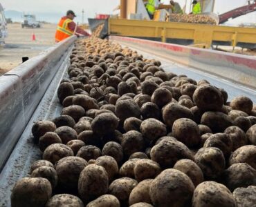 Trabajador de invernadero de temporada para cosecha de minitubérculos de potatos