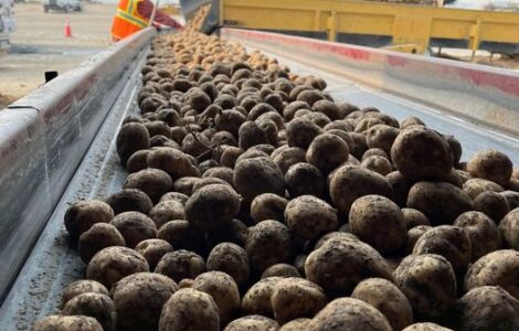 Trabajador de invernadero de temporada para cosecha de minitubérculos de potatos