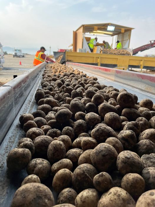 Trabajador de invernadero de temporada para cosecha de minitubérculos de potatos
