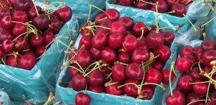 cosecha de cerezas