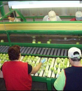 Trabajadores en general para la temporada cultivos y cosechas de tomate