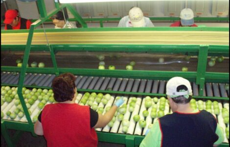 Trabajadores en general para la temporada cultivos y cosechas de tomate