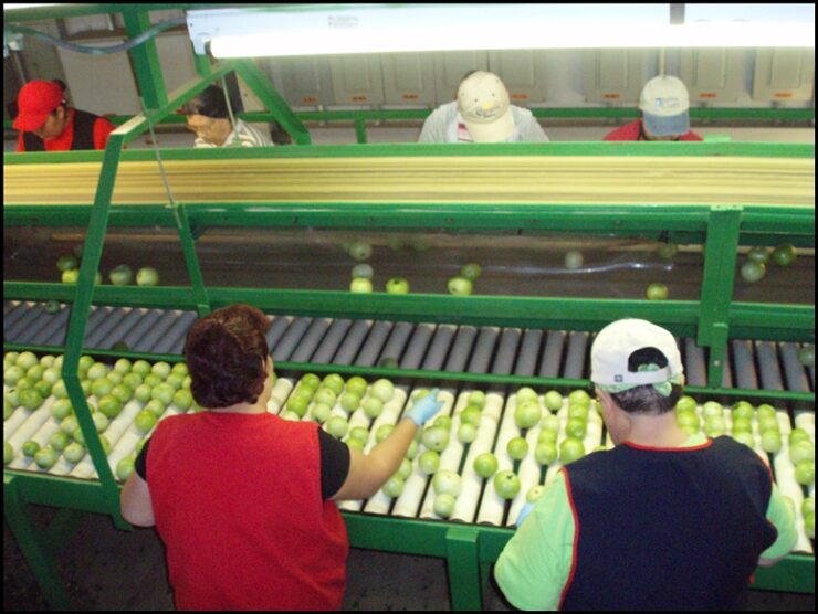 Trabajadores en general para la temporada cultivos y cosechas de tomate