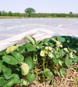 Trabajadores agrícolas para limpieza