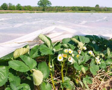 Trabajadores agrícolas para limpieza