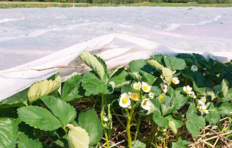 Trabajadores agrícolas para limpieza