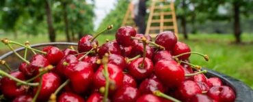 Trabajadores agrícolas para la cosecha, llenado, embolsado y clasificación de cherries por temporada